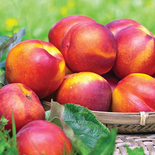 Nekrarinka Fire Earth, С2 obrázek 1 artikel 4285