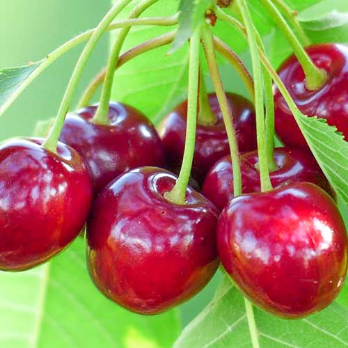 Třešeň Samba, С2 obrázek 1 artikel 6927