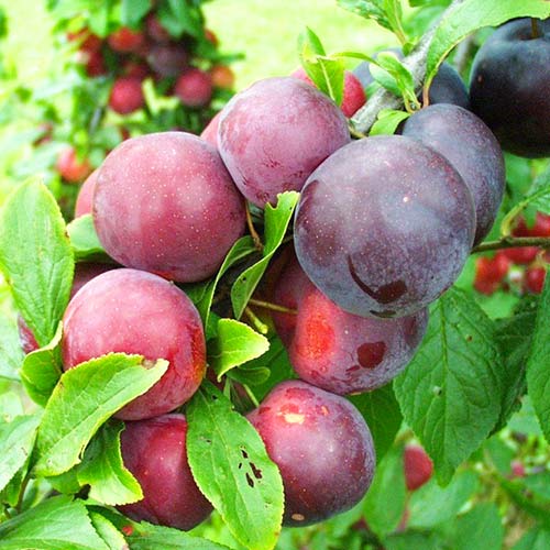 Slivoň Ruby Crunch obrázek 1 artikel 4312