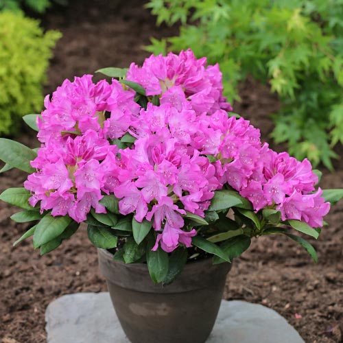Rododendron Roseum Elegans, P9 artikel fotografie 2 Rododendron Roseum Elegans, P9 obrázek 2 artikel 9089