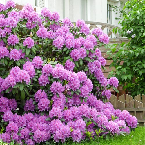 Rododendron Roseum Elegans, P9 artikel fotografie 1 Rododendron Roseum Elegans, P9 obrázek 1 artikel 9089