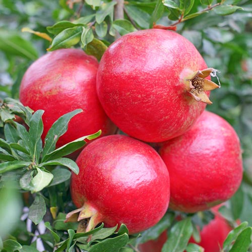 Granátovník Ako, С2 obrázek 2 artikel 7994