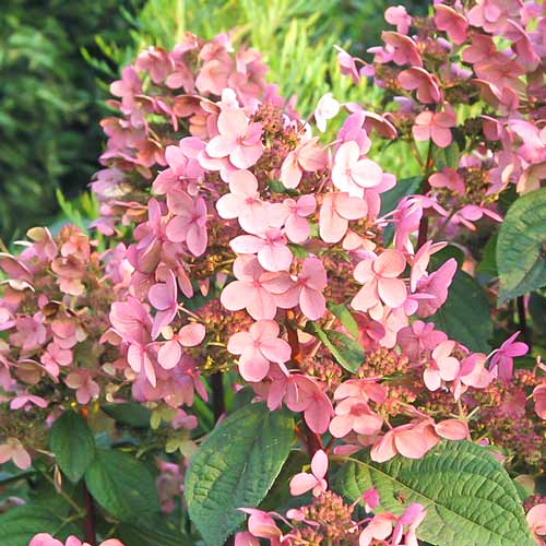 Hortenzie latnatá Early Sensation obrázek 1 artikel 9568