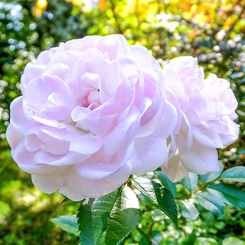 Růža velkokvětá Sea Foam artikel fotografie 1 Růža velkokvětá Sea Foam obrázek 1 artikel 3684