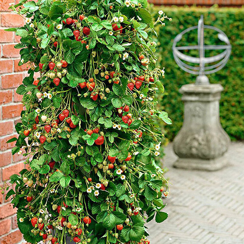 Jahoda renovační (velkoplodá) Popínavá obrázek 1 artikel 5413