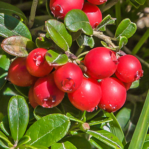 Klikva velkoplodá Early Black, P9 obrázek 1 artikel 9235