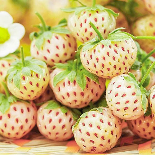 Jahoda Bílá Pineberry obrázek 1 artikel 9600