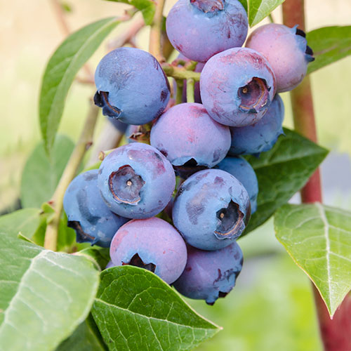 Borůvka Patriot obrázek 1 artikel 9296