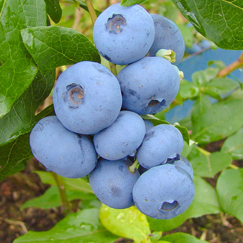 Borůvka Bonus obrázek 1 artikel 9325