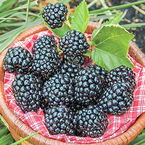 Ostružina Arapaho artikel fotografie 1 Ostružina Arapaho obrázek 1 artikel 7691