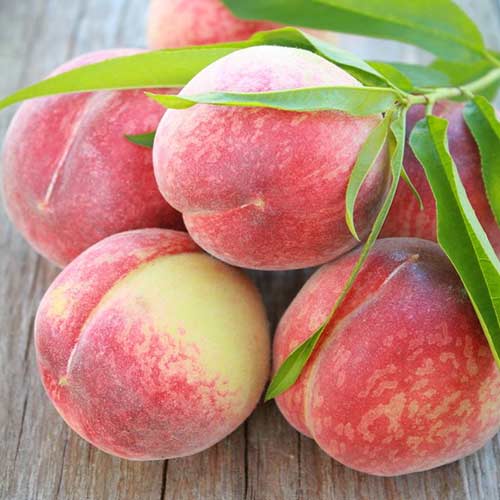 Broskvoň Contessa obrázek 1 artikel 4291