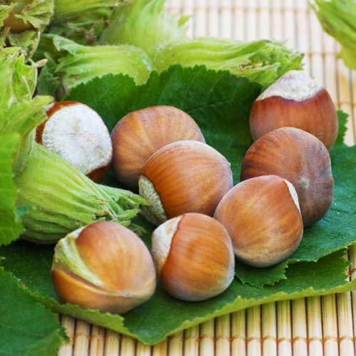 Líska Yamhill obrázek 1 artikel 6931