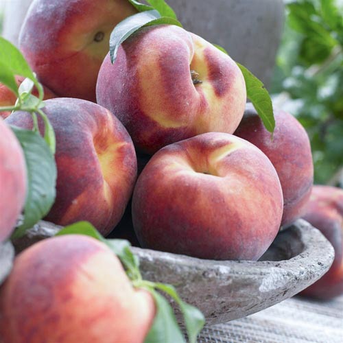 Broskvoň Haly Gali, С2 obrázek 1 artikel 7992