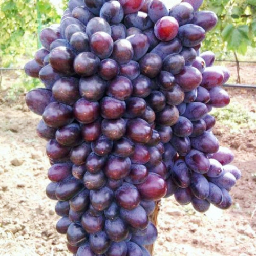 Vinná réva Jupiter obrázek 1 artikel 6955