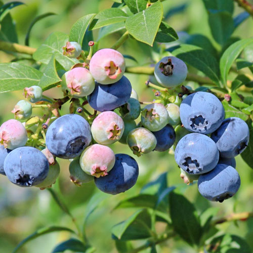 Borůvka Nelson obrázek 1 artikel 9295