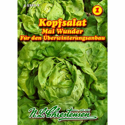 Salát Mai Wunder artikel fotografie 1 Salát Mai Wunder obrázek 1 artikel 96479