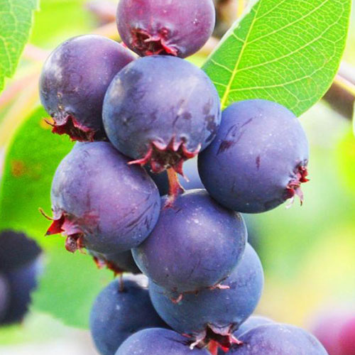 Muchovník Smoky obrázek 1 artikel 9332