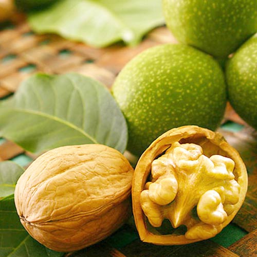 Ořešák vlašský Chandler, С2 obrázek 1 artikel 7041