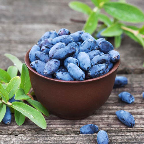 Zimolez kamčatský Aurora artikel fotografie 1 Zimolez kamčatský Aurora obrázek 1 artikel 9302