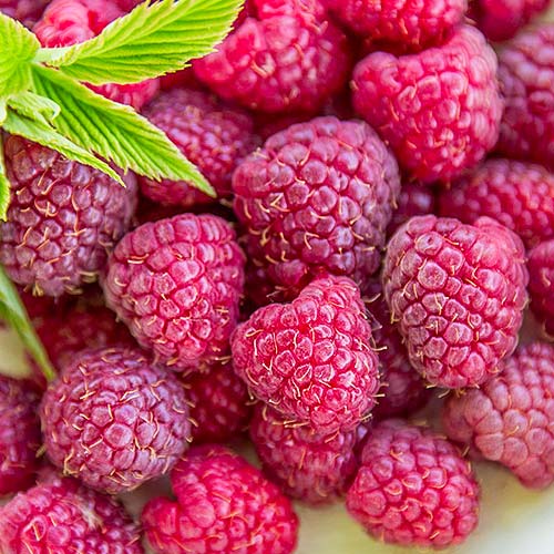 Malina Fialová obrázek 1 artikel 8038