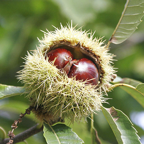 Kaštanovník jedlý artikel fotografie 1 Kaštanovník jedlý obrázek 1 artikel 9232