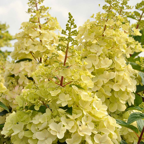 Hortenzie latnatá Candlelight obrázek 1 artikel 9037