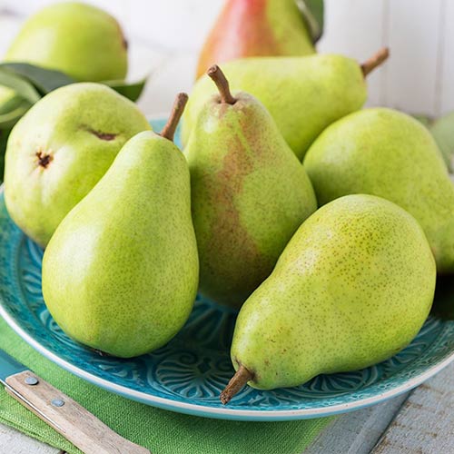 Hrušeň Passe Crassane obrázek 1 artikel 4307