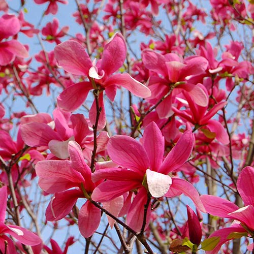 Šácholan Galaxy, P9 artikel fotografie 1 Šácholan Galaxy, P9 obrázek 1 artikel 9078