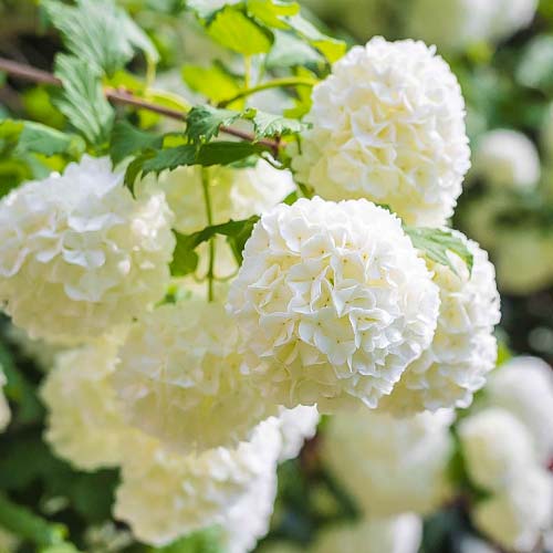 Kalina obecná Roseum, P9 obrázek 1 artikel 9048