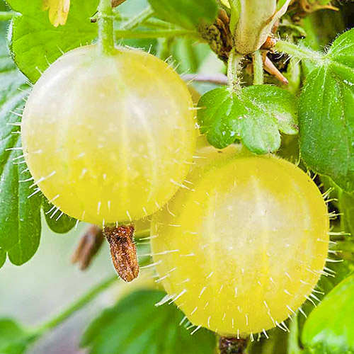 Angrešt Verde artikel fotografie 1 Angrešt Verde obrázek 1 artikel 7686