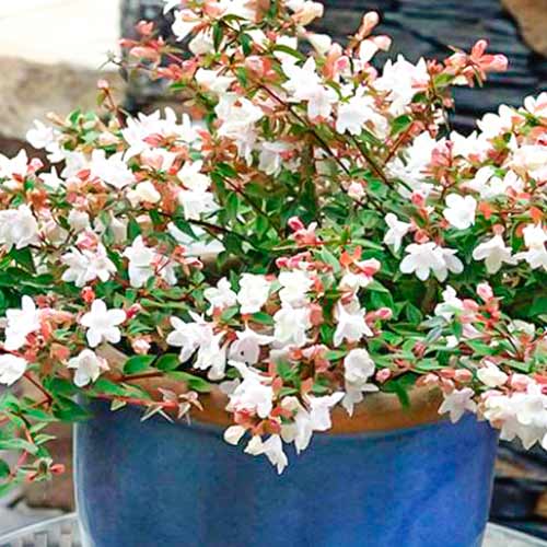 Abelia Cristal Charm artikel fotografie 1 Abelia Cristal Charm obrázek 1 artikel 5582
