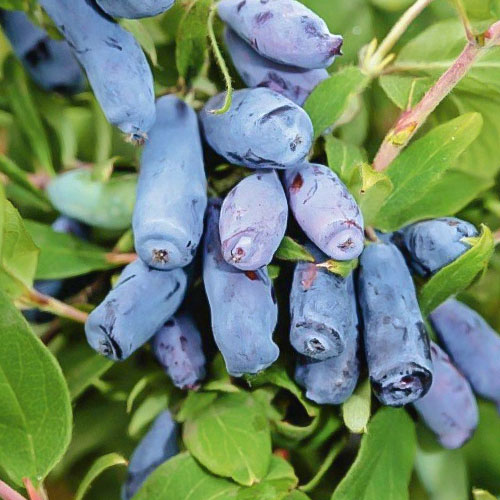 Zimolez kamčatský Kamczadałka artikel fotografie 1 Zimolez kamčatský Kamczadałka obrázek 1 artikel 9307