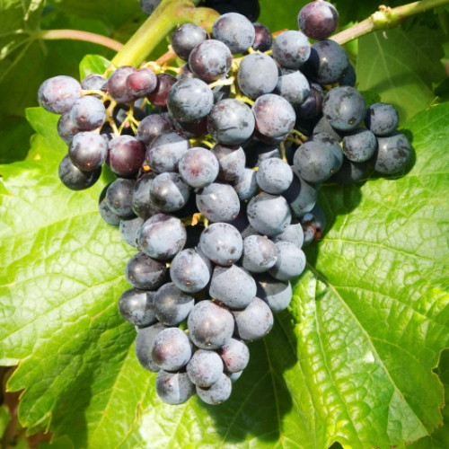 Hrozny Muscat Bleu obrázek 1 artikel 7341