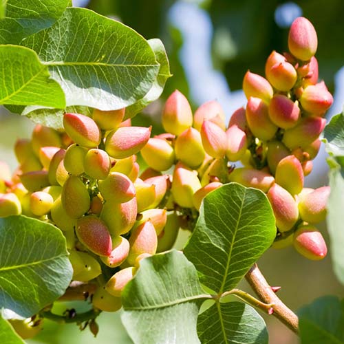 Pistácie Pontekes, С2 obrázek 1 artikel 6942