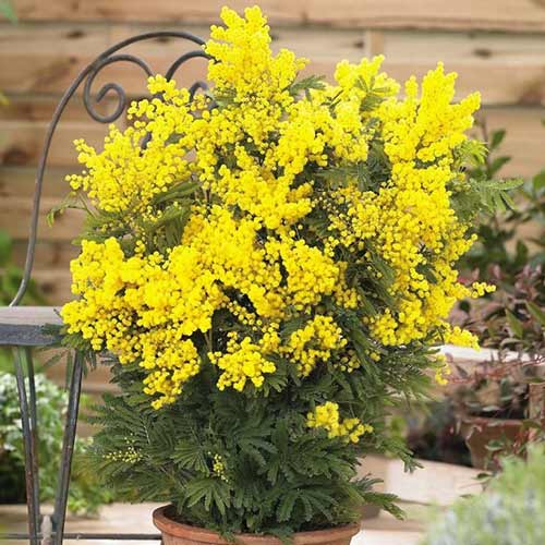 Akácie sivozelená obrázek 1 artikel 76633