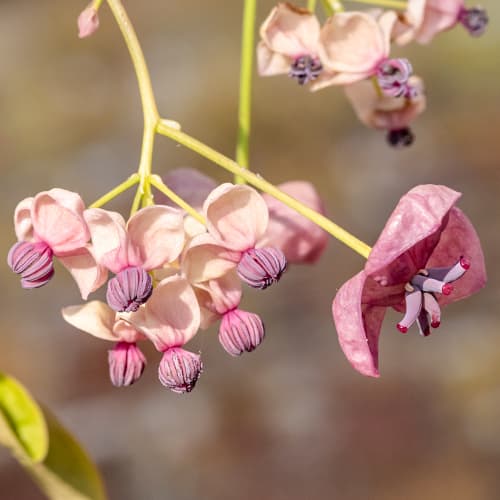 Akebie pětlistá Silver Bell's, С2 artikel fotografie 1 Akebie pětlistá Silver Bell's, С2 obrázek 1 artikel 5451