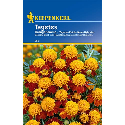 Aksamitník Luna Rot obrázek 1 artikel 86542