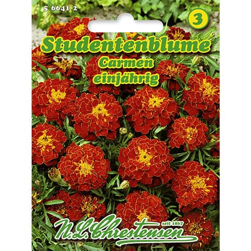 Aksamitník rozkladitý Carmen obrázek 1 artikel 86204