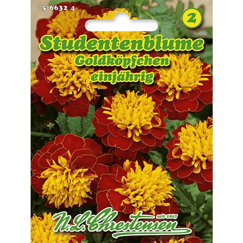 Aksamitník rozkladitý Goldköpfchen obrázek 1 artikel 86207