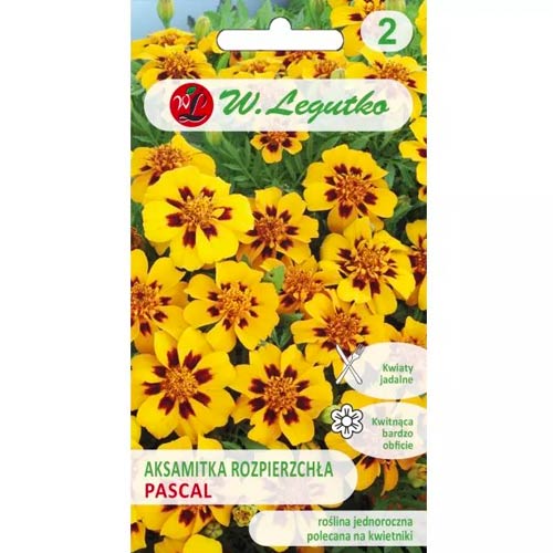 Aksamitník rozkladitý o jednotlivých květinách Pascal obrázek 1 artikel 96690