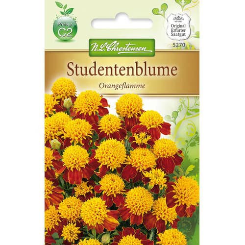 Aksamitník rozkladitý Orangeflamme artikel fotografie 1 Aksamitník rozkladitý Orangeflamme obrázek 1 artikel 78941