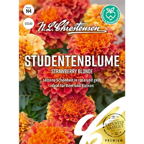 Aksamitník rozkladitý Strawberry Blonde obrázek 1 artikel 86203