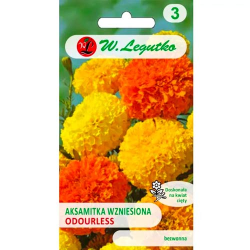 Aksamitník vzpřímený trpasličí bezzapachowa, směs obrázek 1 artikel 50080