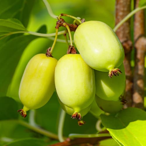 Aktinidie čínská Chang Bai Giant, С2 artikel fotografie 1 Aktinidie čínská Chang Bai Giant, С2 obrázek 1 artikel 5456