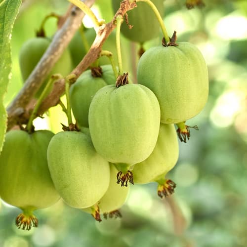 Aktinidie čínská Hokey Pokey®, С2 artikel fotografie 1 Aktinidie čínská Hokey Pokey®, С2 obrázek 1 artikel 5449