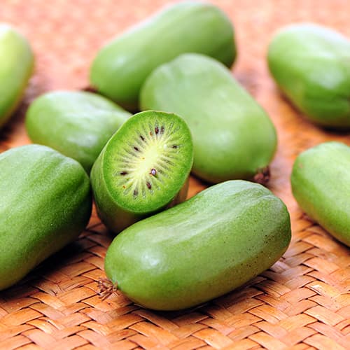 Aktinidie čínská Issai, P9 obrázek 1 artikel 9238