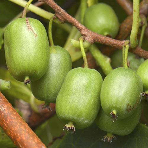 Aktinidie čínská Vitikiwi ®, С2 obrázek 1 artikel 8202