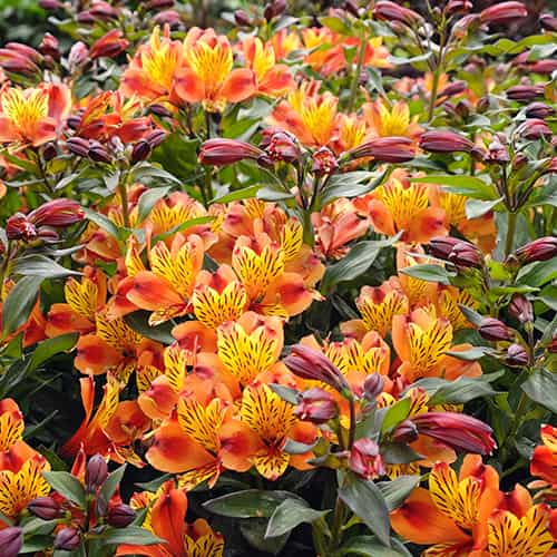 Alstroemeria Indian Summer® Tesronto, С2 artikel fotografie 1 Alstroemeria Indian Summer® Tesronto, С2 obrázek 1 artikel 8284