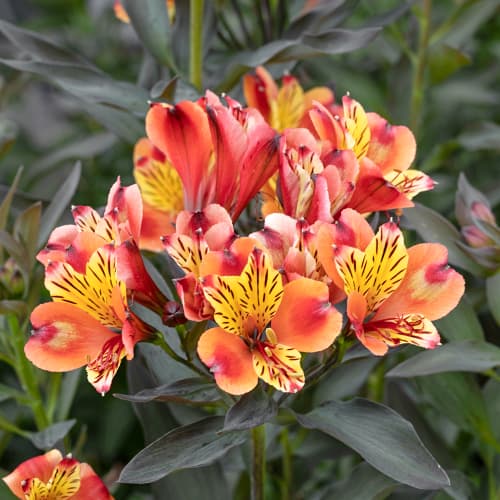 Alstroemeria Summer Breeze® Tessumbre, С2 artikel fotografie 1 Alstroemeria Summer Breeze® Tessumbre, С2 obrázek 1 artikel 5458