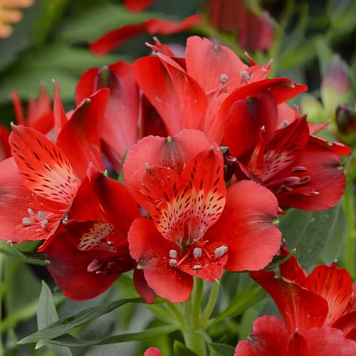 Alstroemeria Summer Pepper® Tessumpep, С2 artikel fotografie 1 Alstroemeria Summer Pepper® Tessumpep, С2 obrázek 1 artikel 5459